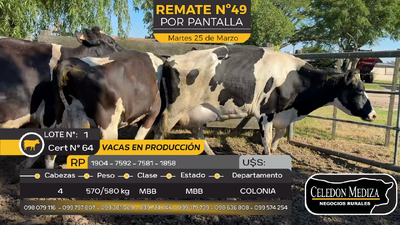 Lote 4 Vacas en producción  en Estanzuela, Colonia