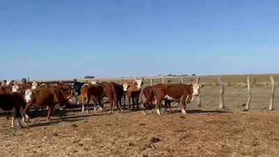 Lote 111 Vacas CUT preñadas en Concordia, Entre Ríos