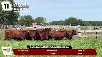 Lote LOTE 11