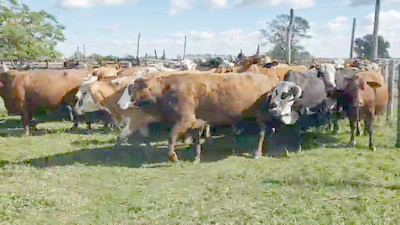 Lote 41 Vacas de invernar en Empedrado, Corrientes