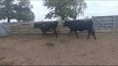 Lote 2 Vacas de Invernada Cr Kiwi 550kg -  en Arroyo Llano
