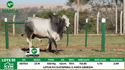 Lote Lote 1