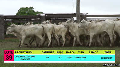 Lote LOTE 39 - 60 VAQUILLAS CBO 1