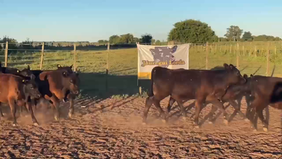 Lote 32 Terneros/as