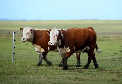 Lote 3 Toros PPI 2 años