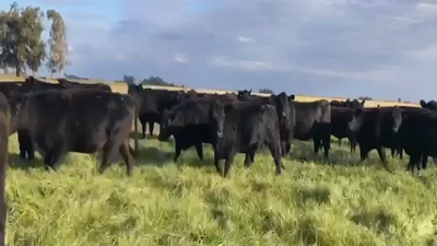 Lote 40 Vacas nuevas C/ gtia de preñez en Azul, Buenos Aires