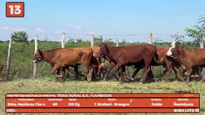 Lote LOTE 13