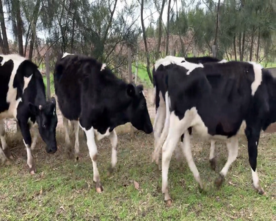 Lote (Vendido)6 Novillos 1 a 2 años HO 358kg - , Canelones