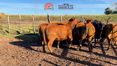 Lote Lote 21