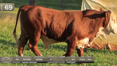 Lote LOTE 69