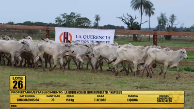 Lote LOTE 26