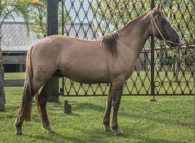 Lote TOBOGAN JUNIOR