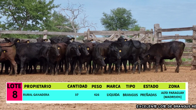 Lote LOTE 8 - 37 VAQUILLAS PREÑADAS CBO 0