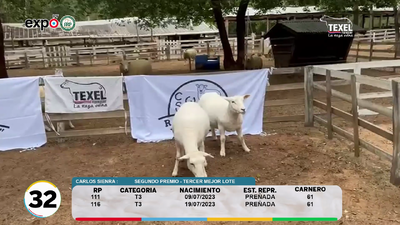 Lote LOTE 32