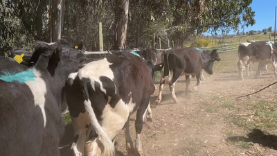 Lote 45 Novillo Engorda en La Estrella, VI Región O-Higgins