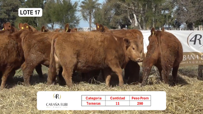 Lote TERNERAS PURAS CONTROLADAS