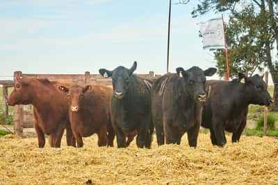 Lote "TRES MOLINOS"  Vaquillas MAS Preñadas