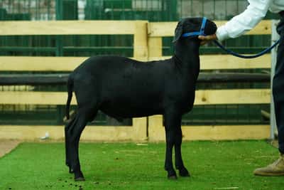 Lote Nacional Santa Inés Bozal - Lote 57