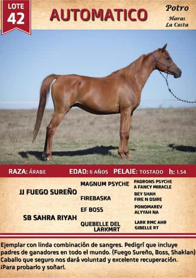 Lote AUTOMATICO