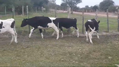 Lote (Vendido)5 Terneros Holando 260kg -  en Dolores