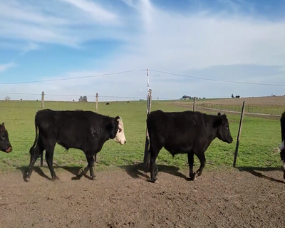 Lote (Vendido)14 Novillos 1 a 2 años 2 AA,  3 HE X AA,  3 AA X HO,  4 HE,  1 HO,  1 NO XHE 273kg - , Colonia