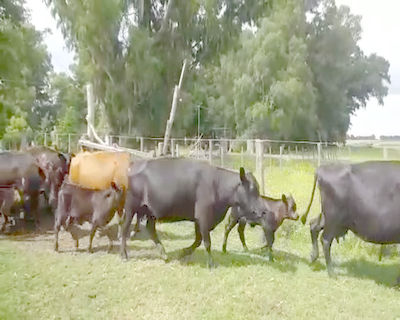 Lote 15 Vacas CUT con cría en Pirovano, Buenos Aires