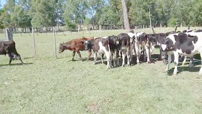 Lote 18 Terneros Holando en Libertad