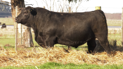 Lote TOROS PUROS POR CRUZA