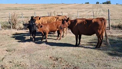 Lote PIEZAS DE CRIA