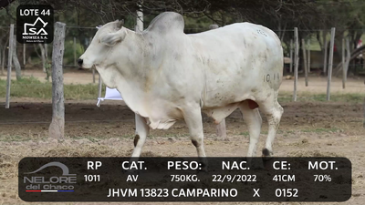 Lote LOTE 44