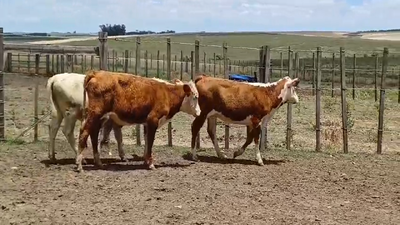 Lote TERNERAS