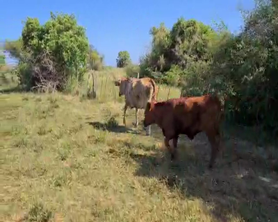 Lote 75 Vacas nuevas C/ cria en Saladas, Corrientes