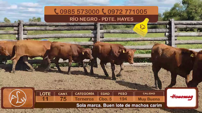 Lote Lote 11