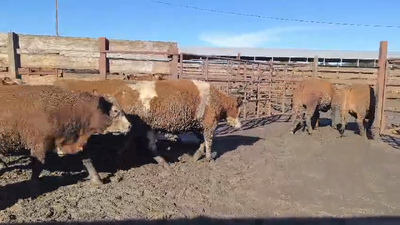 Lote 20 Novillo Gordo en Los Ángeles, VIII Región Biobío