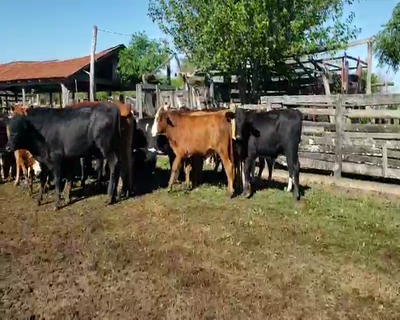 Lote 60 Novillitos en Empedrado, Corrientes