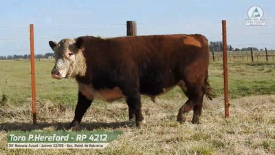 Lote TORO P. HEREFORD