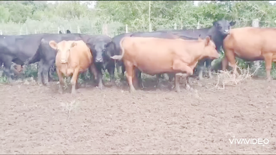 Lote 9 Vacas nuevas Preñadas