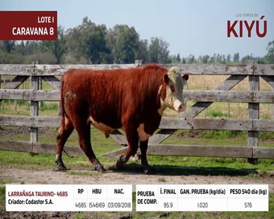 Lote LARRAÑAGA TAURINO4685