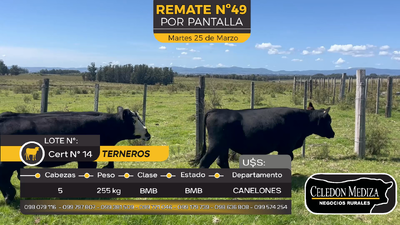 Lote 5 Terneros en Otra Localidad, Canelones