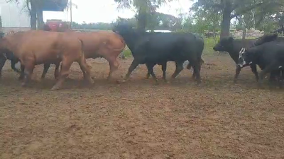 Lote 35 Vacas de invernar en Gral. Pinero, Chaco