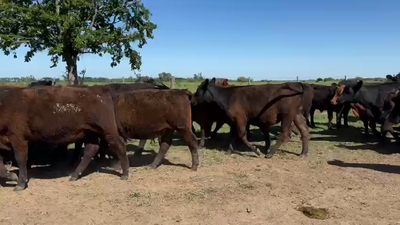 Lote 70 Terneros/as