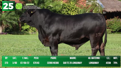 Lote LOTE 25