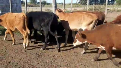 Lote 10 Terneros CRUZA 160kg - , San José