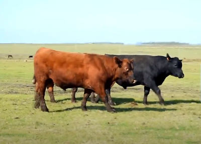 Lote 3 Toros PPI 2 años