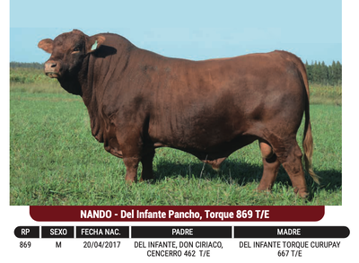 Lote "CABAÑA EL CORAJE" - NANDO - Del Infante Pancho, Torque 869 T/E