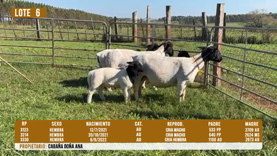 Lote LOTE 6