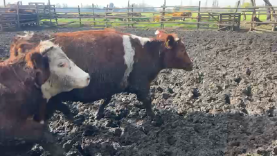 Lote 20 Vaquilla Gorda en Linares, VII  Región Maule