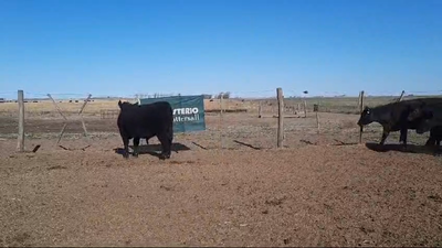 Lote 58 Terneros/as en Pellegrini