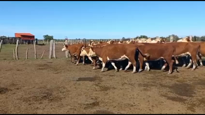Lote 35 Vacas de invernar en Federal, Entre Ríos
