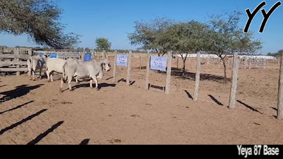 Lote VAQUILLONAS